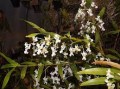 4705 Dendrobium chalmersii